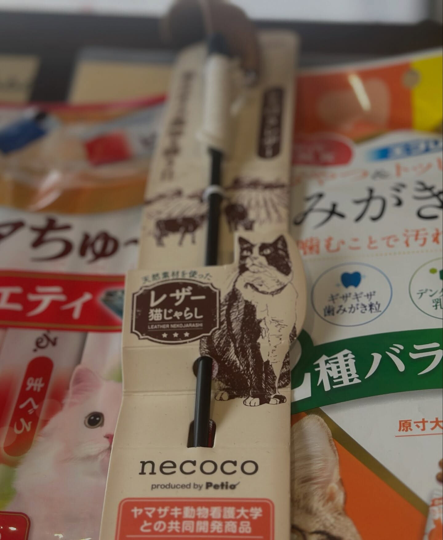 行方不明猫が見つかりました！