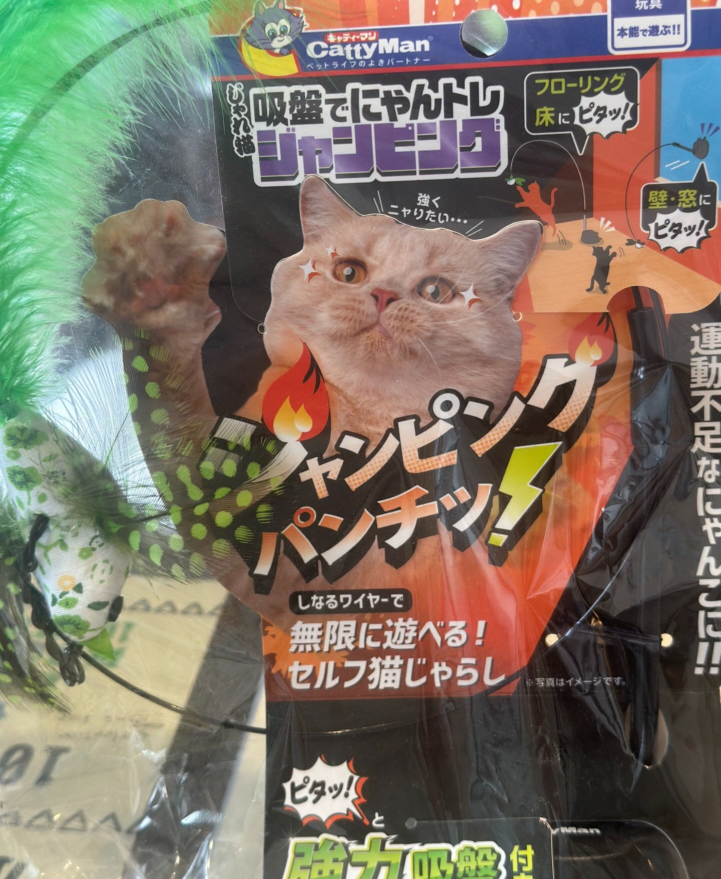 行方不明猫が見つかりました！