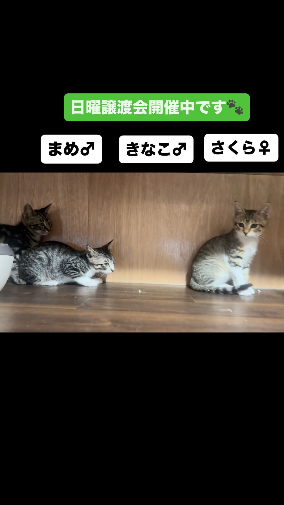 ずっとのおうちさがしています😺