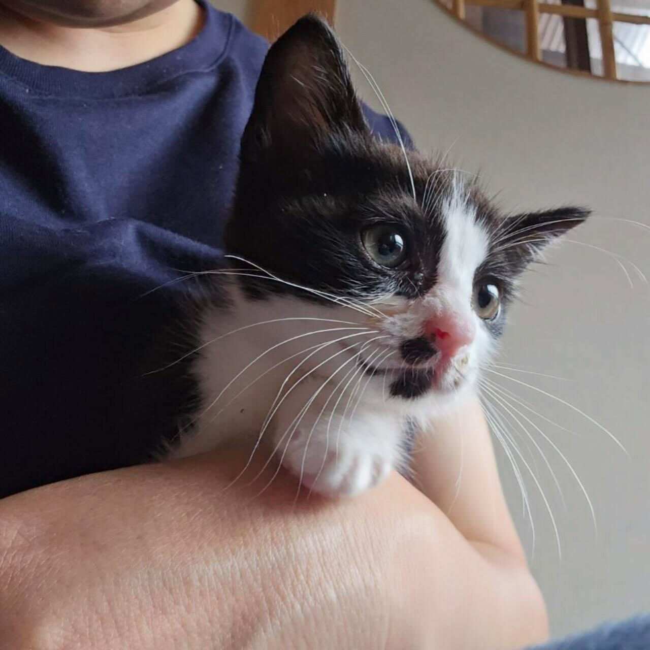 子猫がたくさん！かわいいの嵐🌀