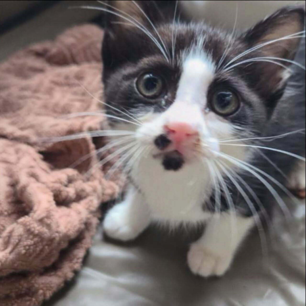 子猫がたくさん！かわいいの嵐🌀