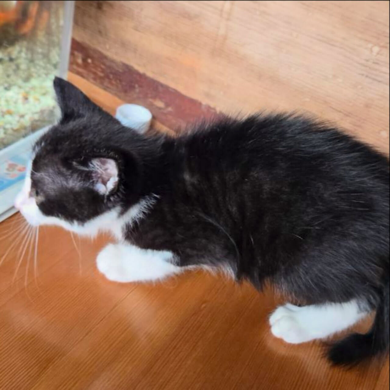 子猫がたくさん！かわいいの嵐🌀