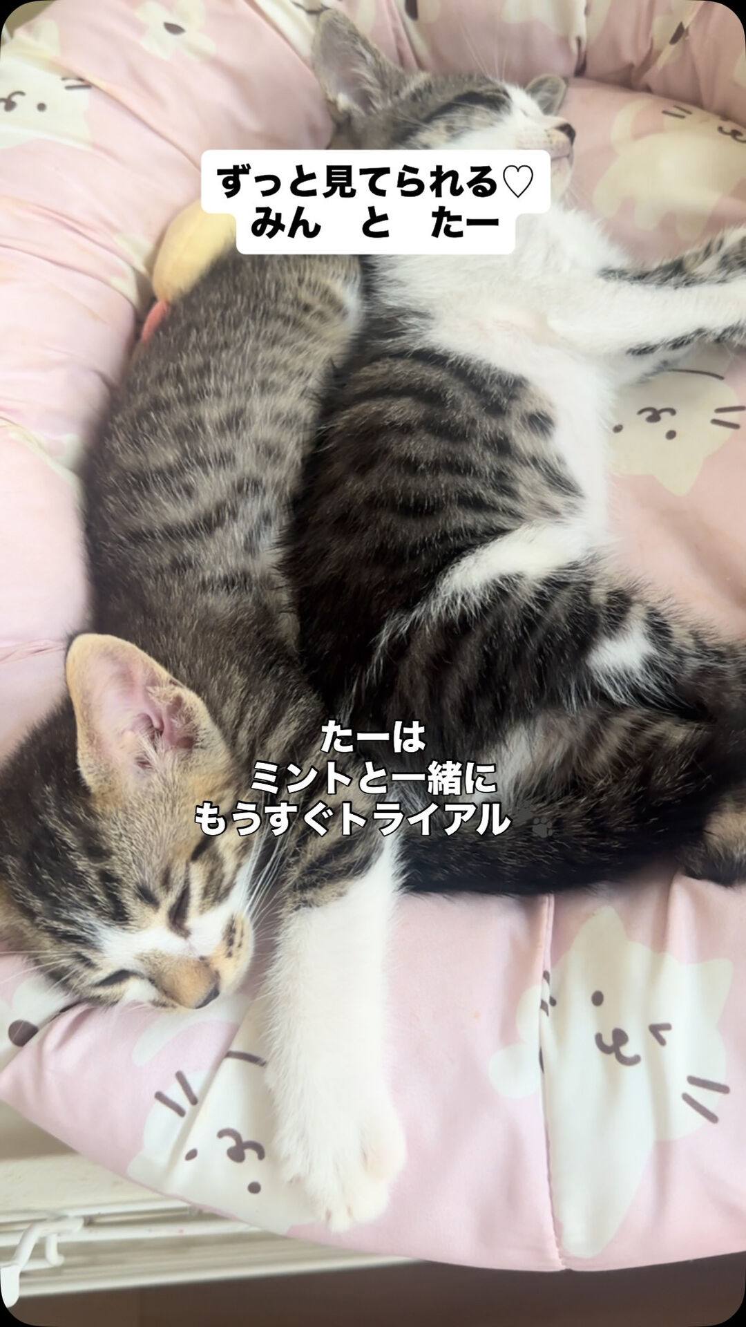 毎日います、兄弟子猫🐈‍⬛👶