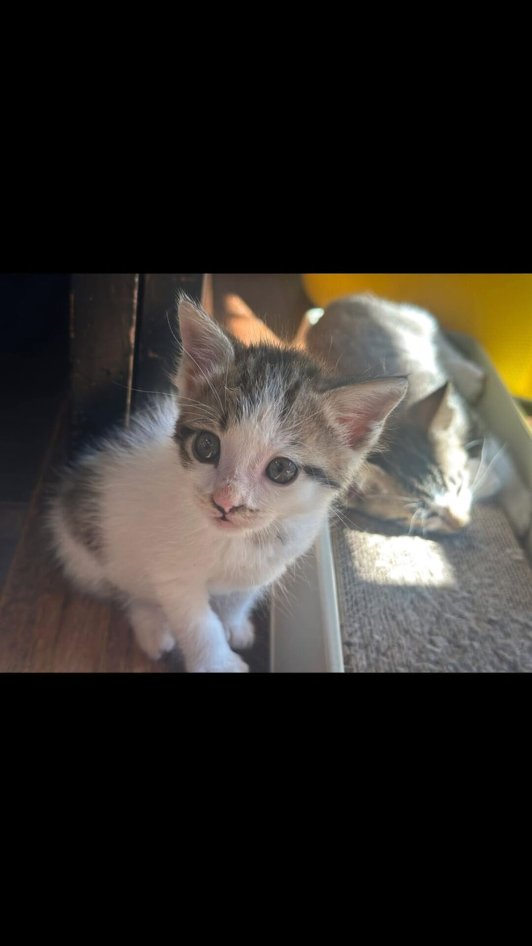 子猫が家族を探しています🙏