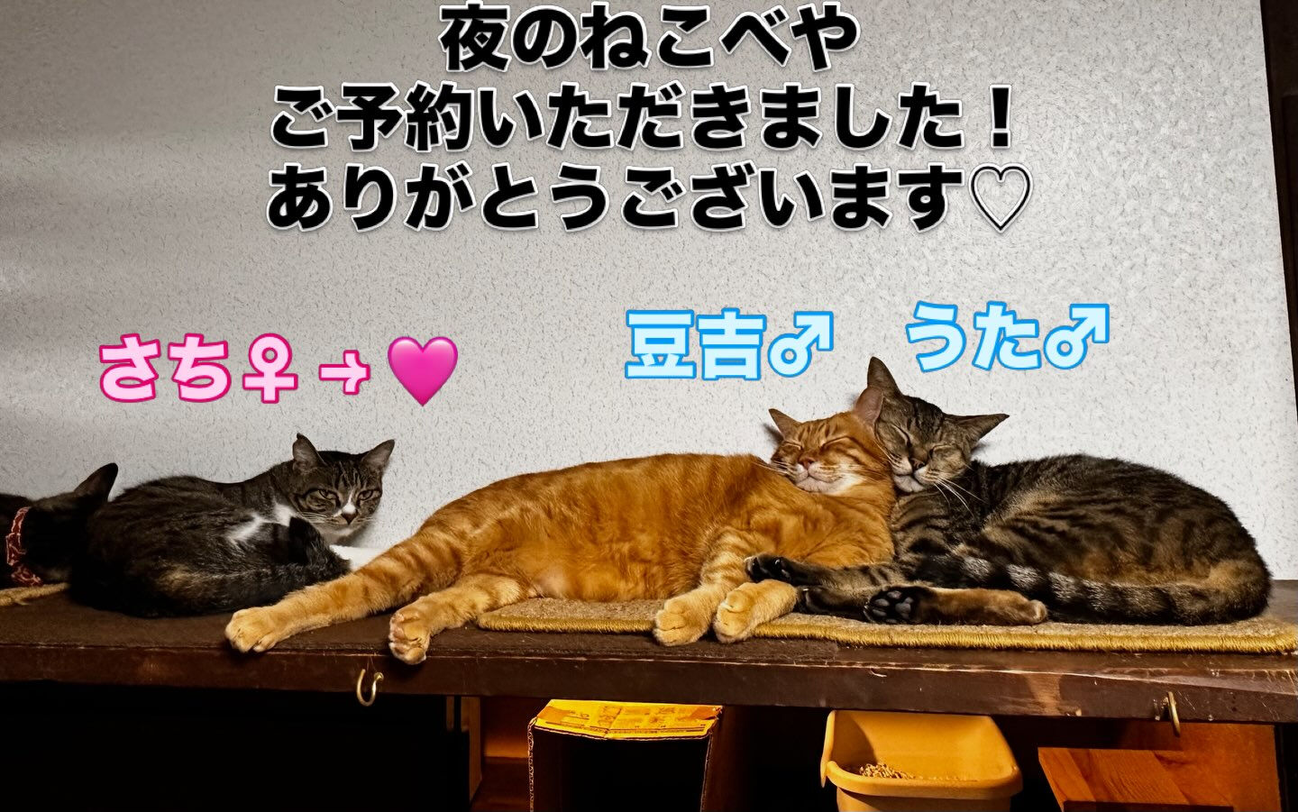 にゃんでわたしのそばじゃにゃいの😡