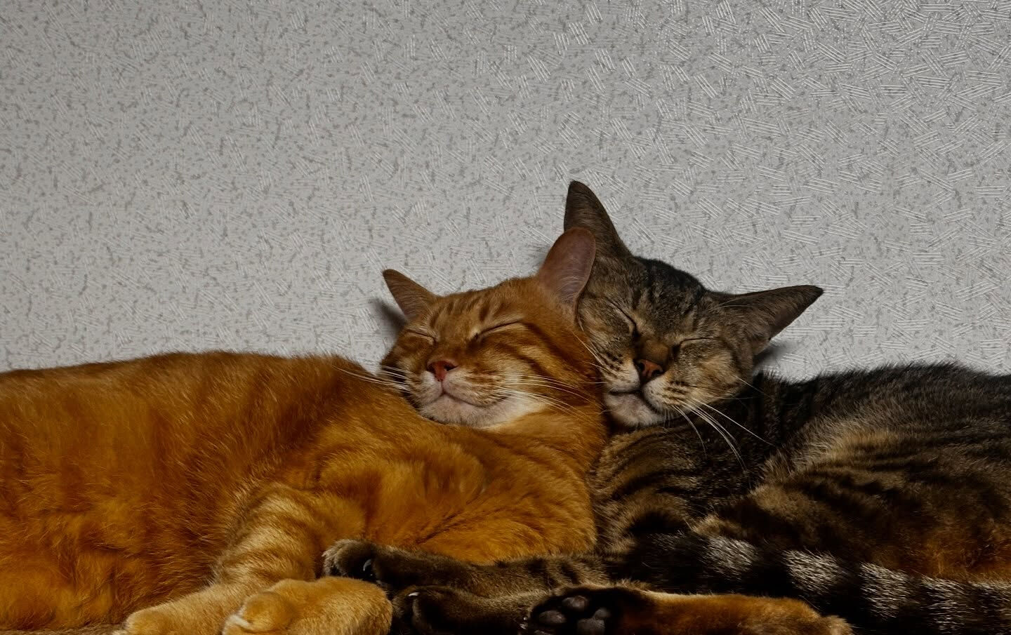 にゃんでわたしのそばじゃにゃいの😡