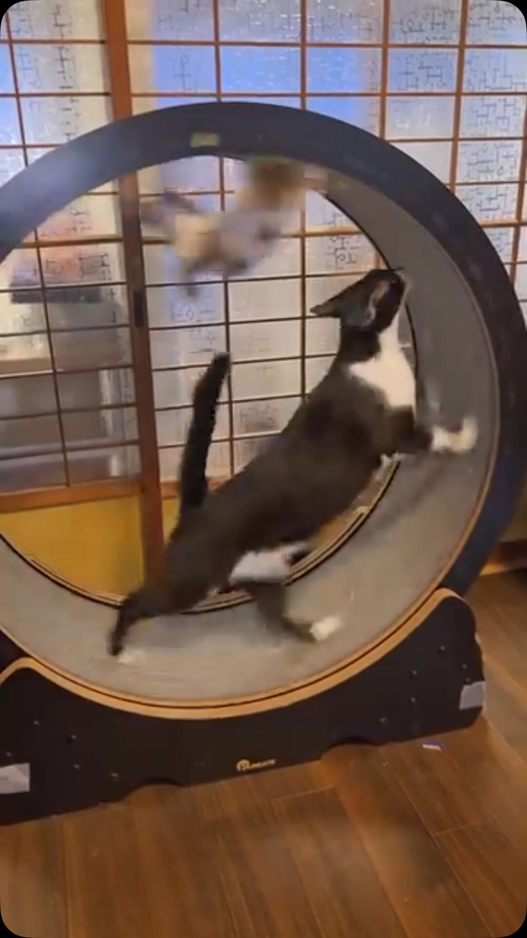 本日は祝日営業18時まで🐾