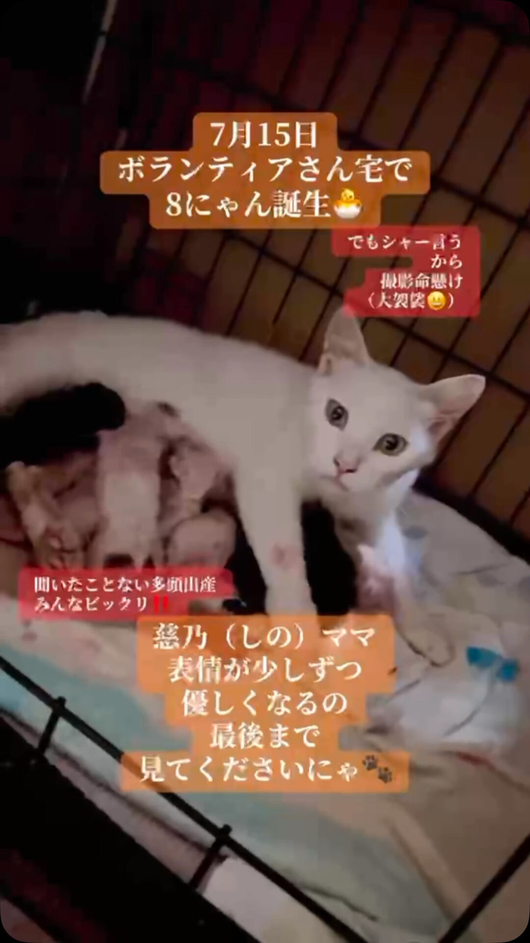 末広がりの8はおめでたい㊗️