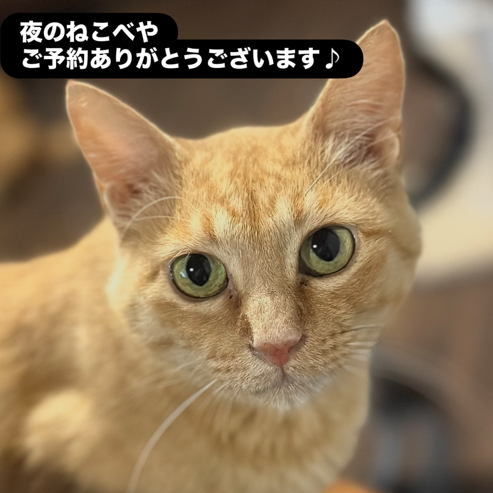 夏休み真っ只中の8月スタート🐈‍⬛