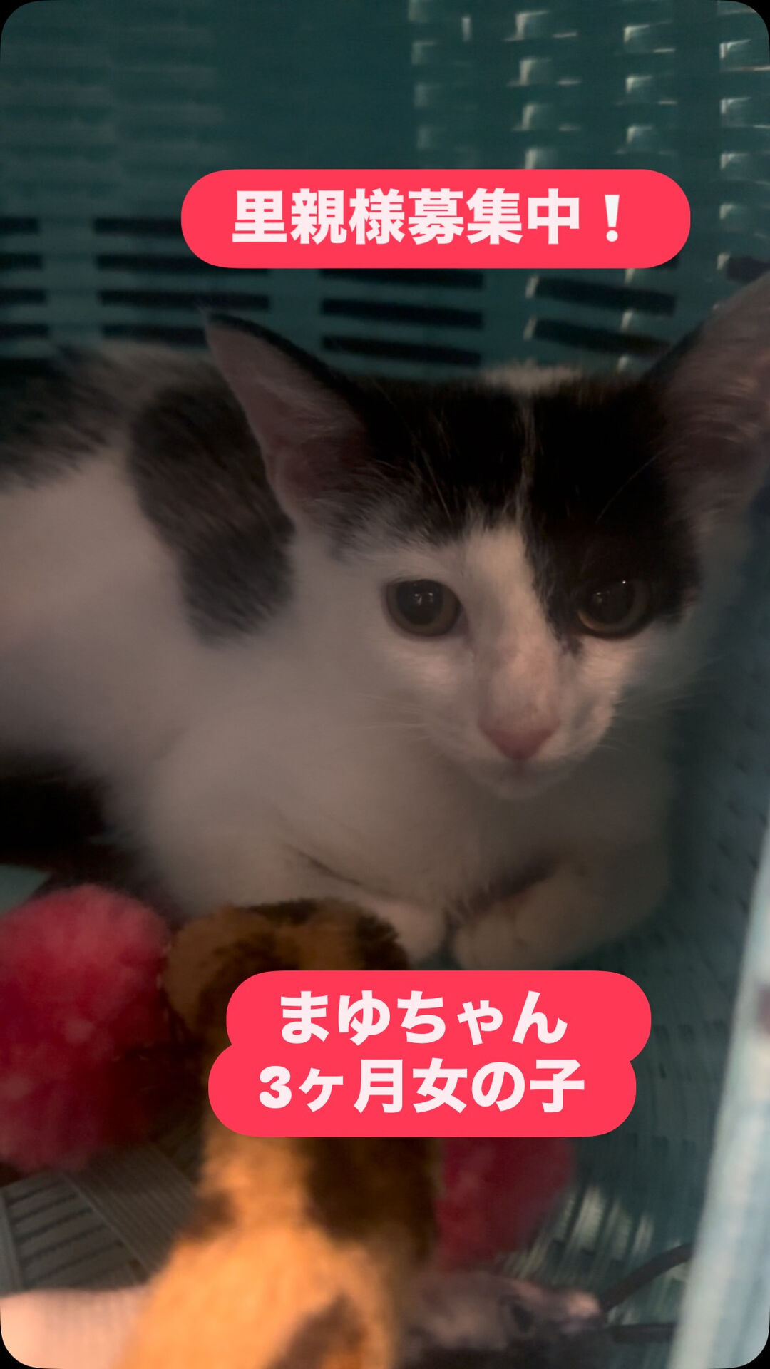 子猫も毎日譲渡会🐾