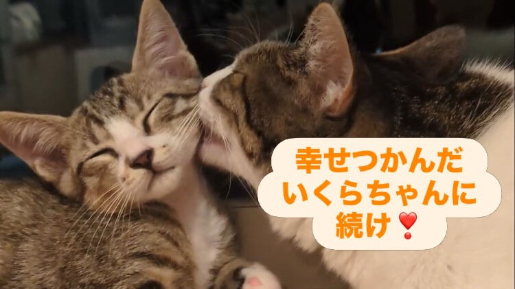 里親様便り🩷来ました🐾