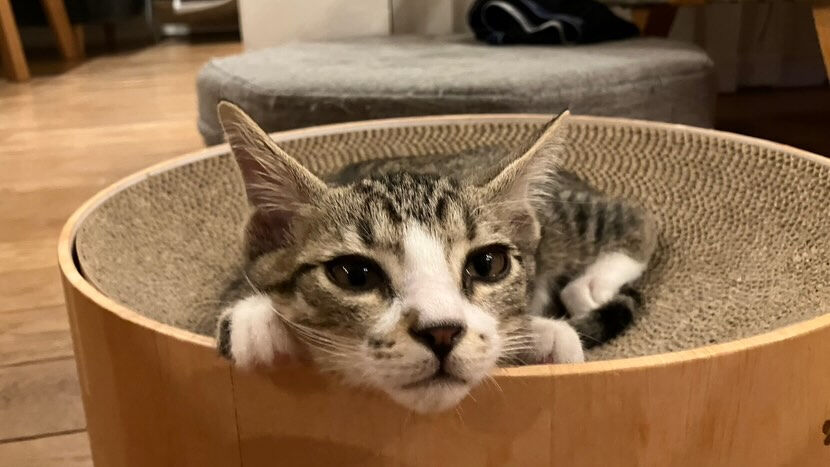 里親様便り🩷来ました🐾
