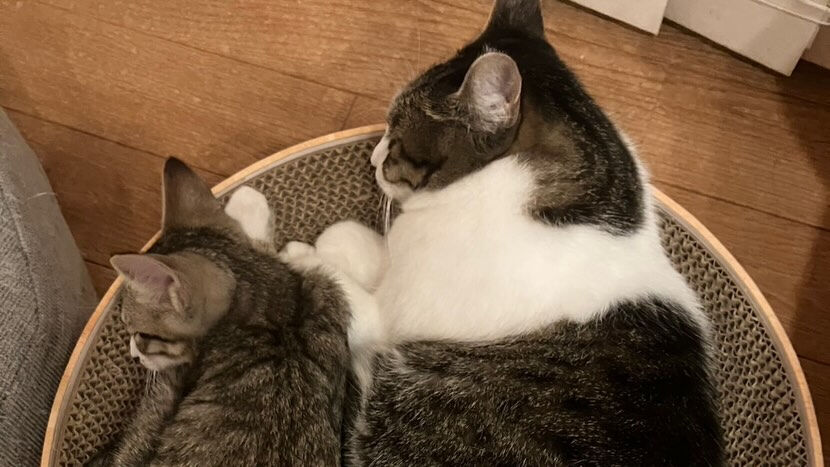 里親様便り🩷来ました🐾