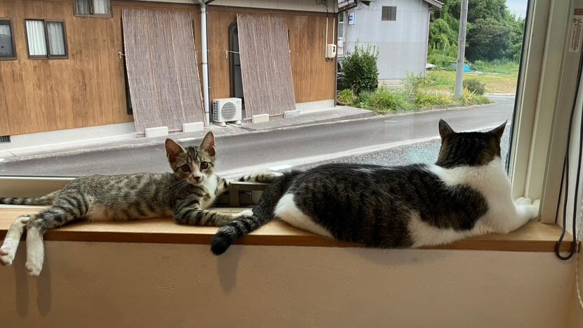 里親様便り🩷来ました🐾