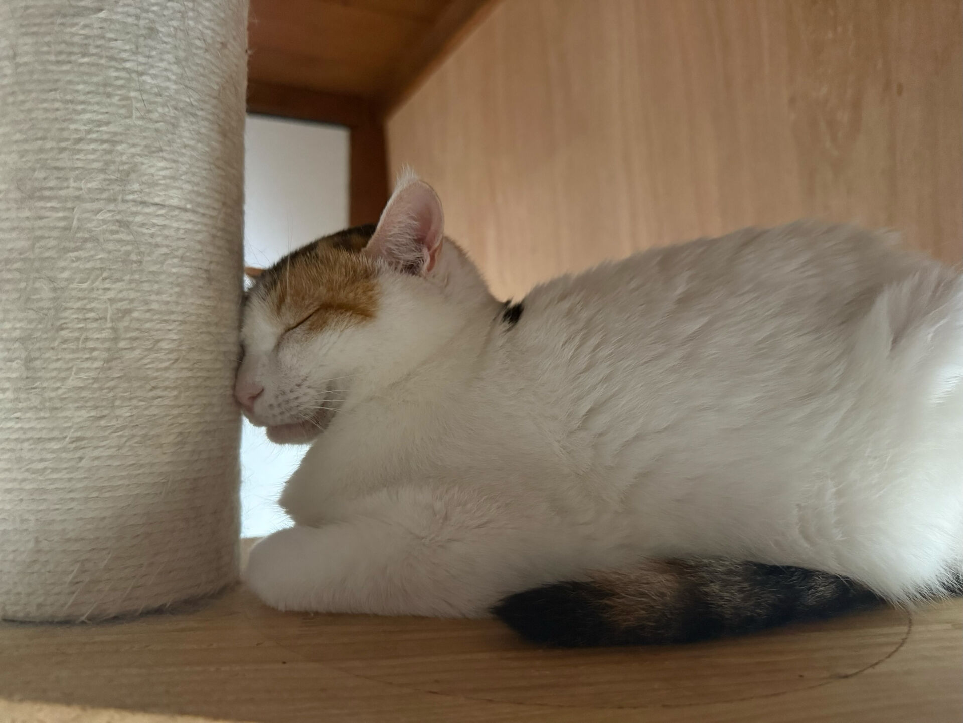お盆中の写真いただいたりしました🤳