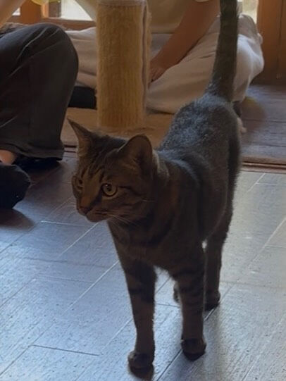カレンが里帰りした日🐈‍⬛