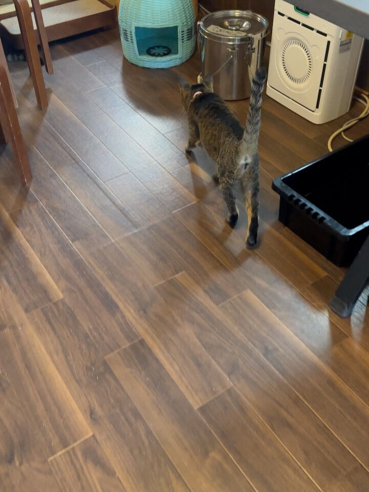 カレンが里帰りした日🐈‍⬛