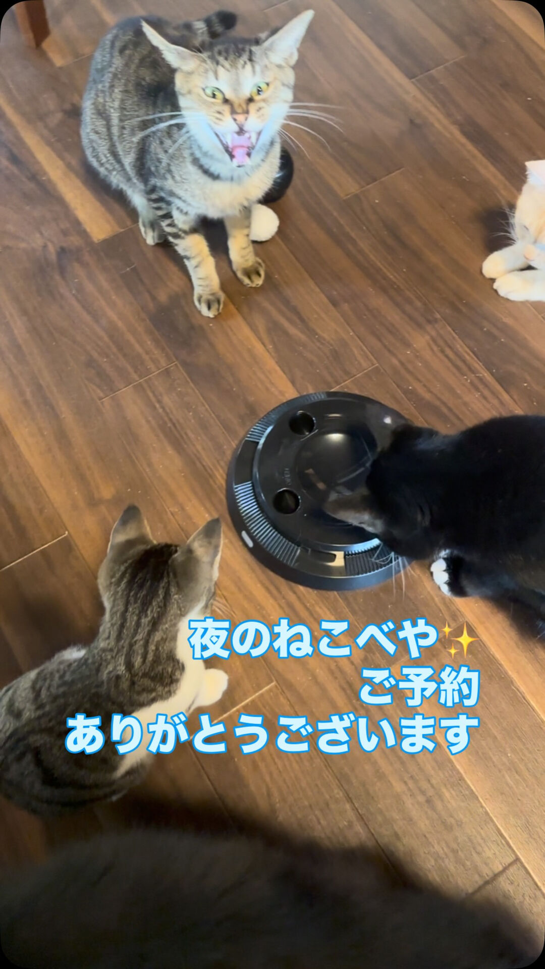 おもちゃに振り回されるにゃんず🧸