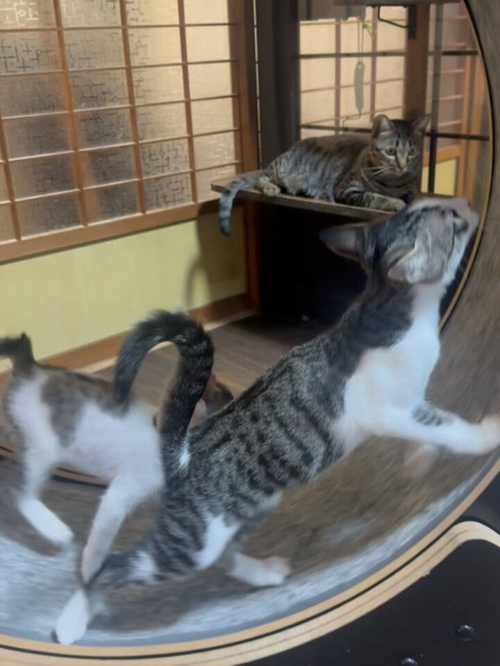 猫部屋卒業おめでとう㊗️