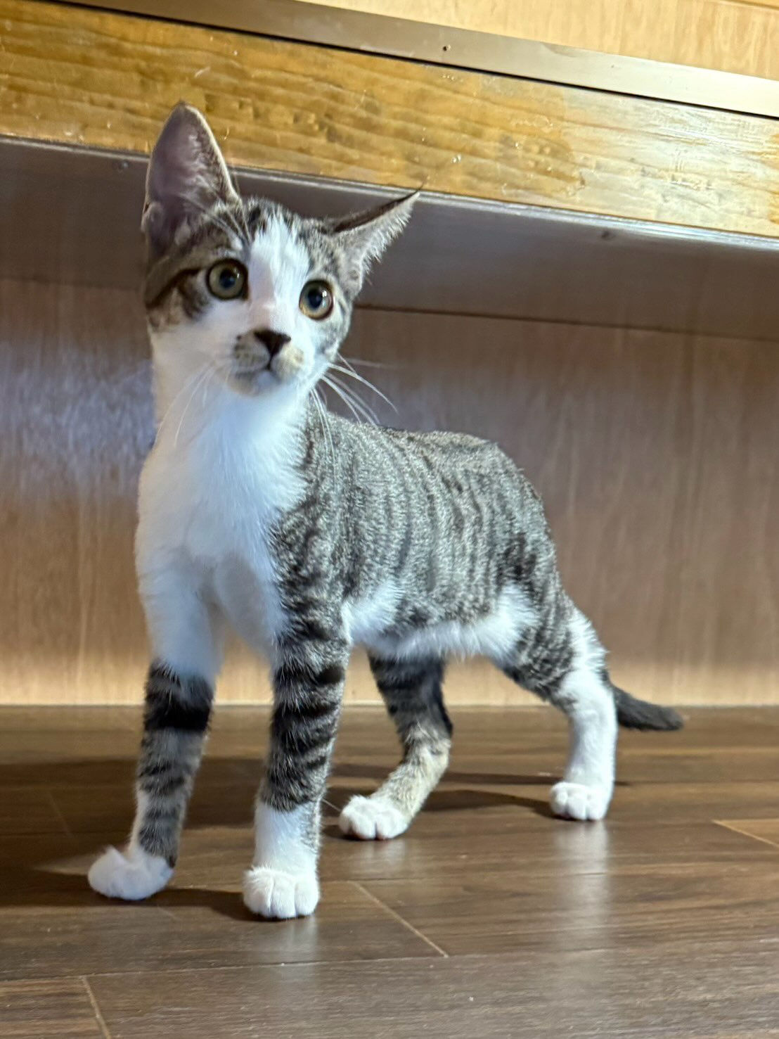 猫部屋卒業おめでとう㊗️