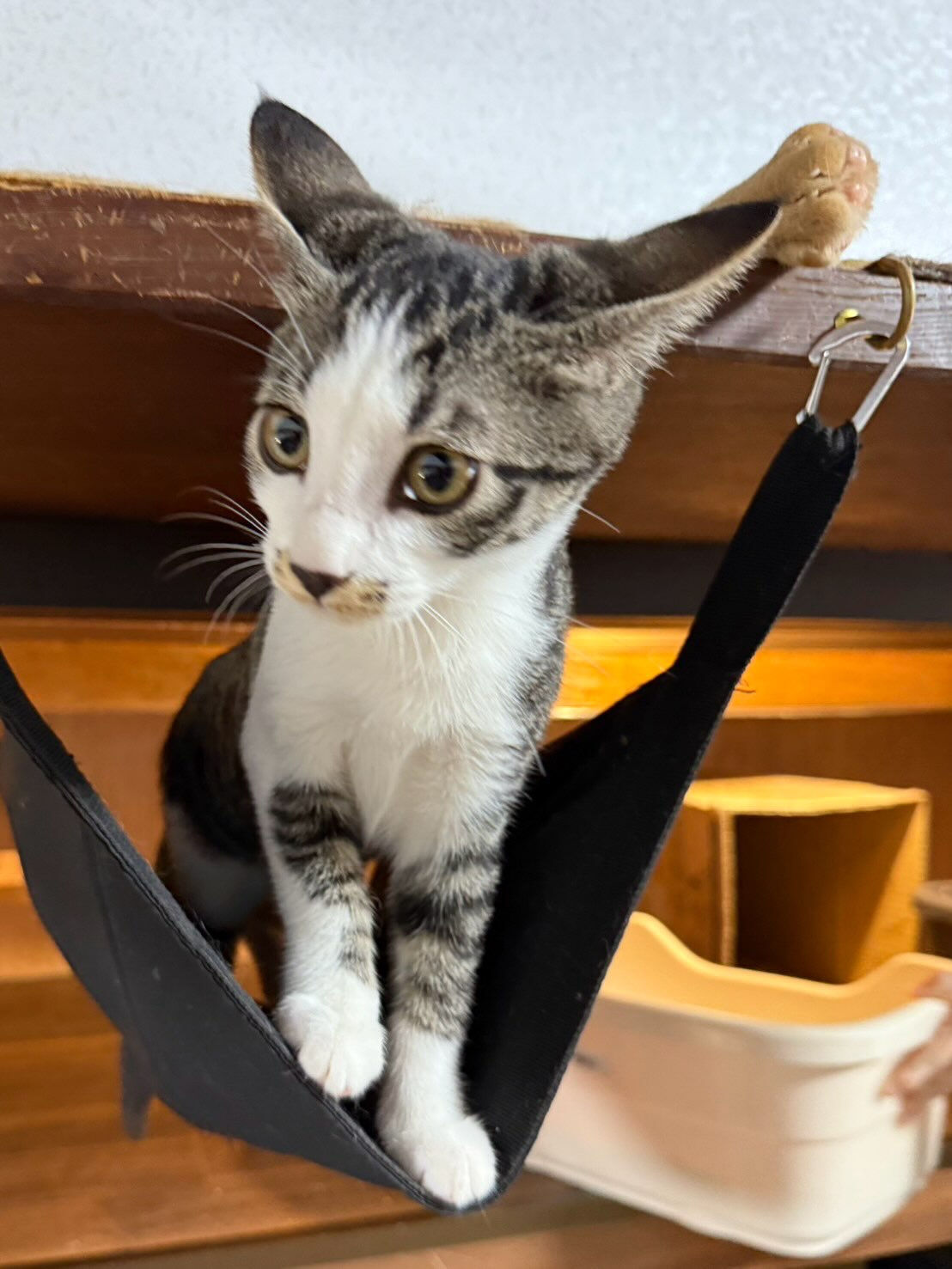 猫部屋卒業おめでとう㊗️