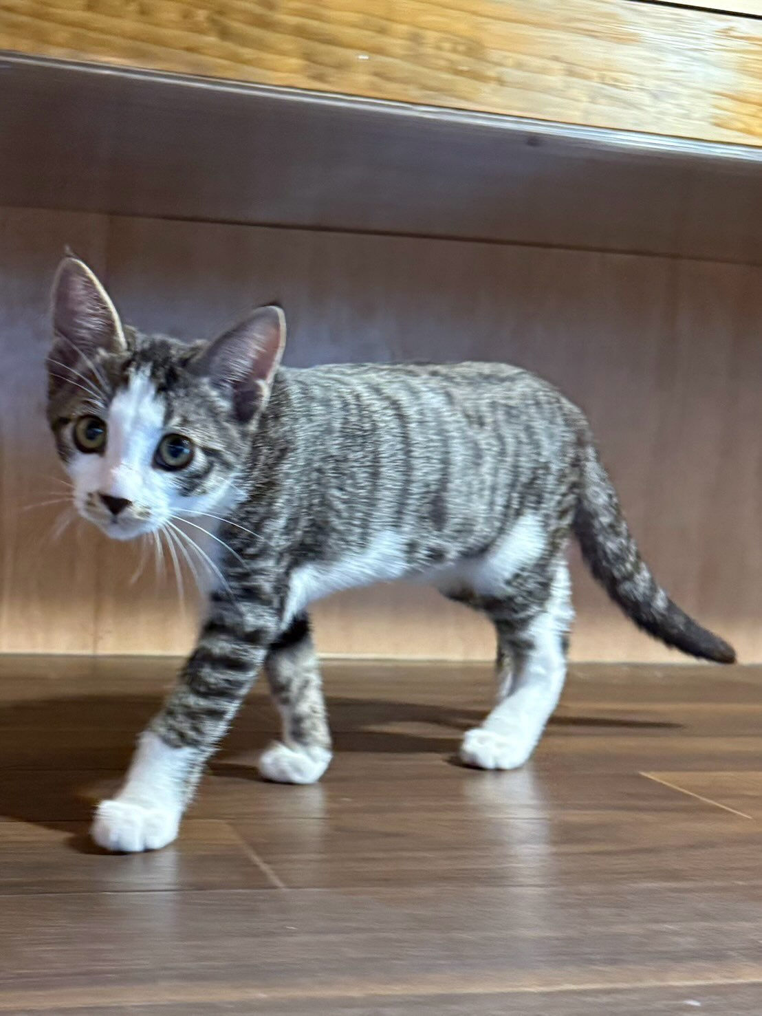 猫部屋卒業おめでとう㊗️