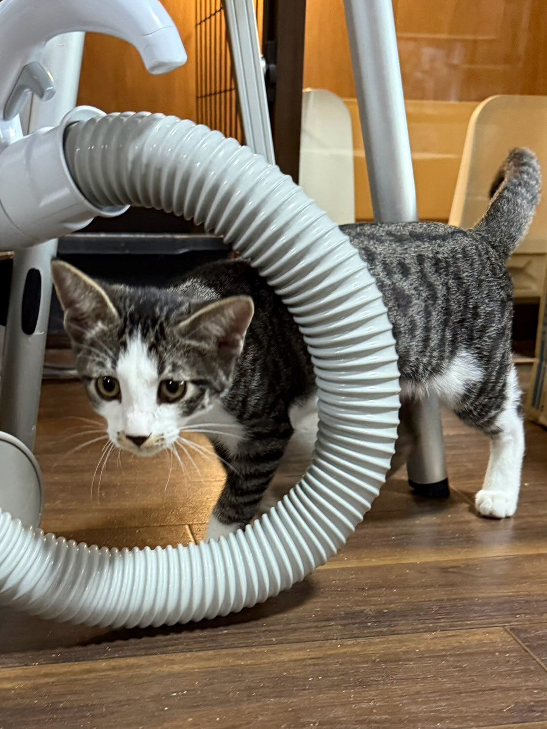 猫部屋卒業おめでとう㊗️