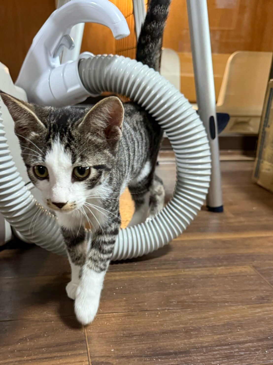 猫部屋卒業おめでとう㊗️