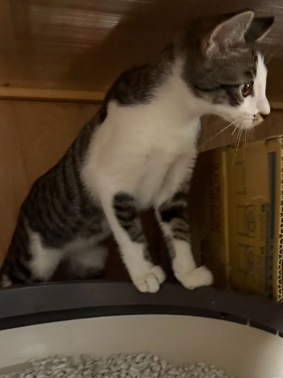 猫部屋卒業おめでとう㊗️