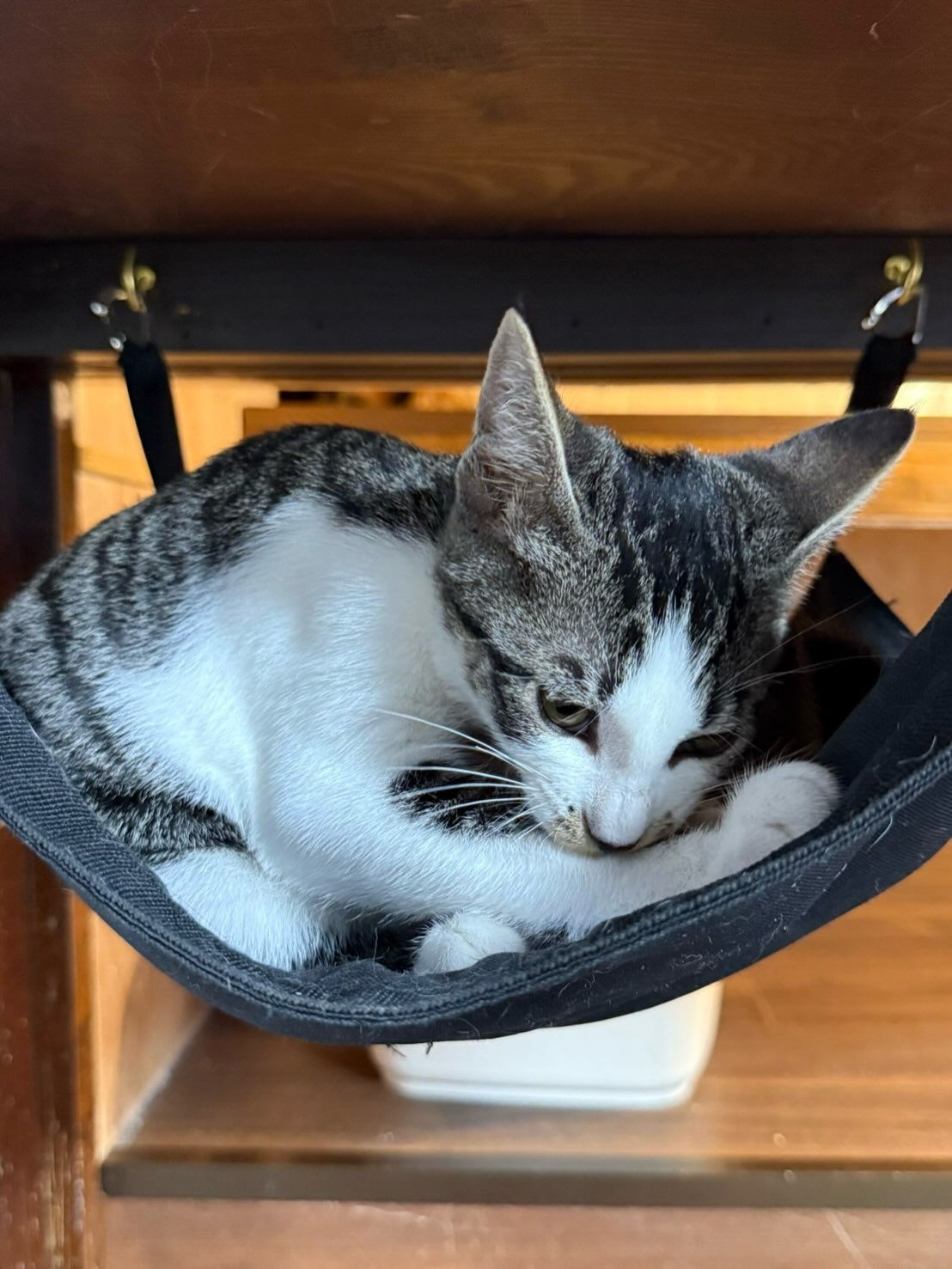 猫部屋卒業おめでとう㊗️