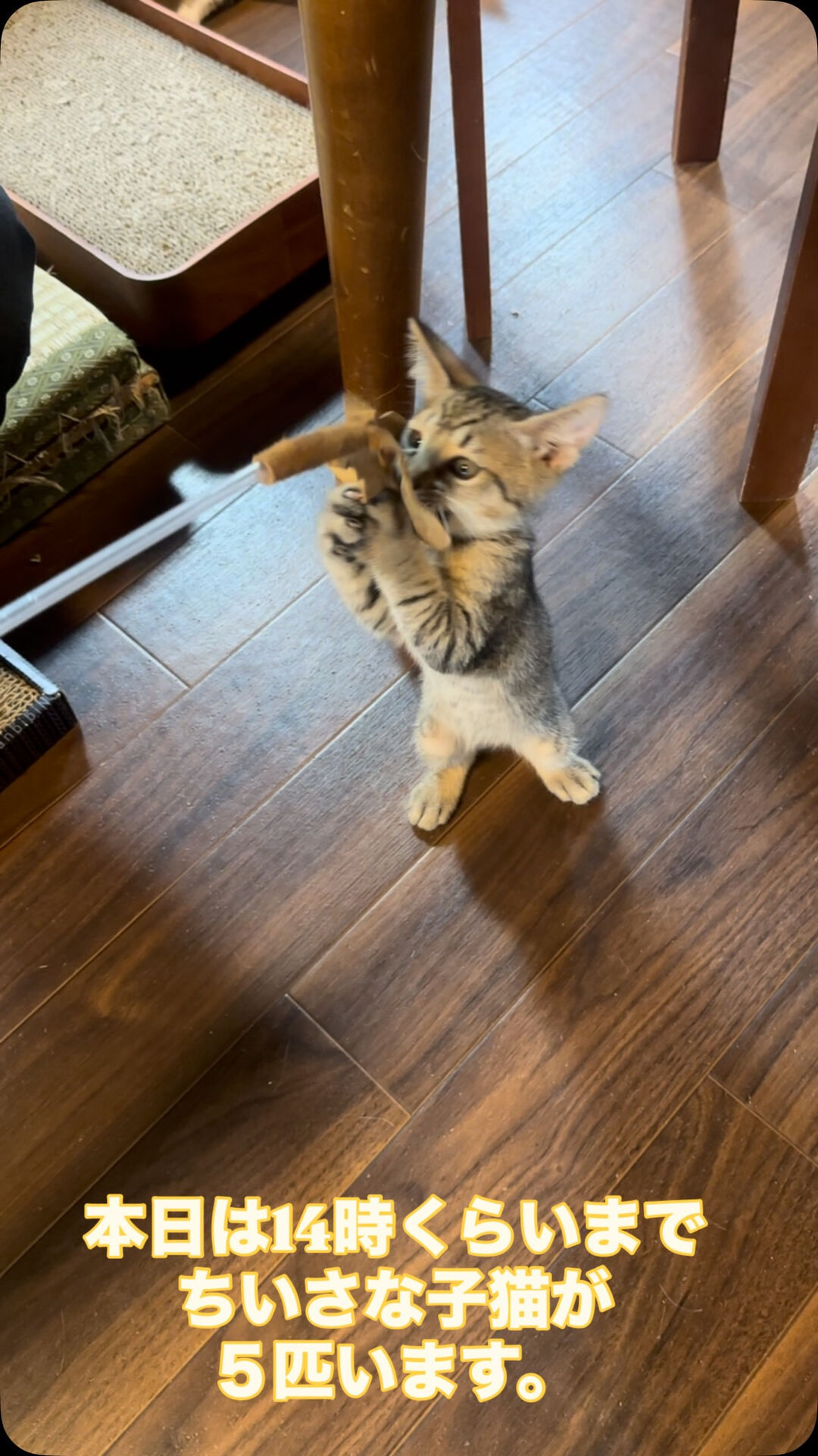 元気いっぱい遊びます🐾