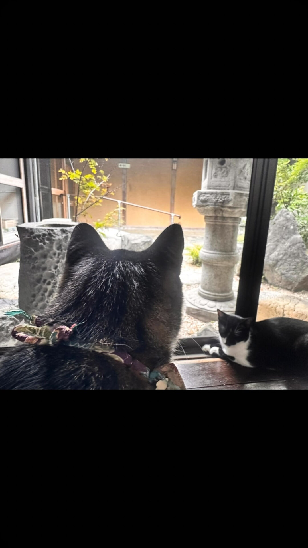 縁側を開放したよ🐾