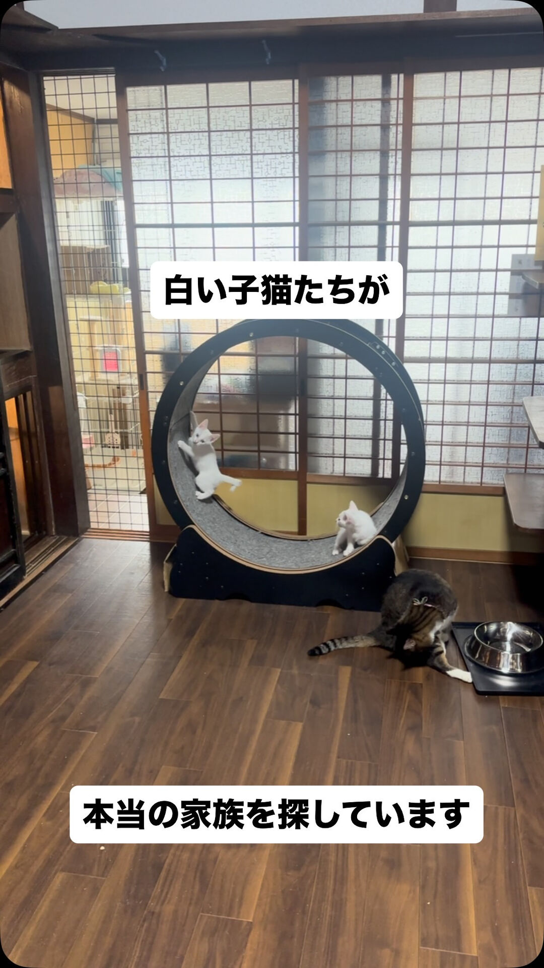 遊び疲れたら寝てまた遊ぶ♫