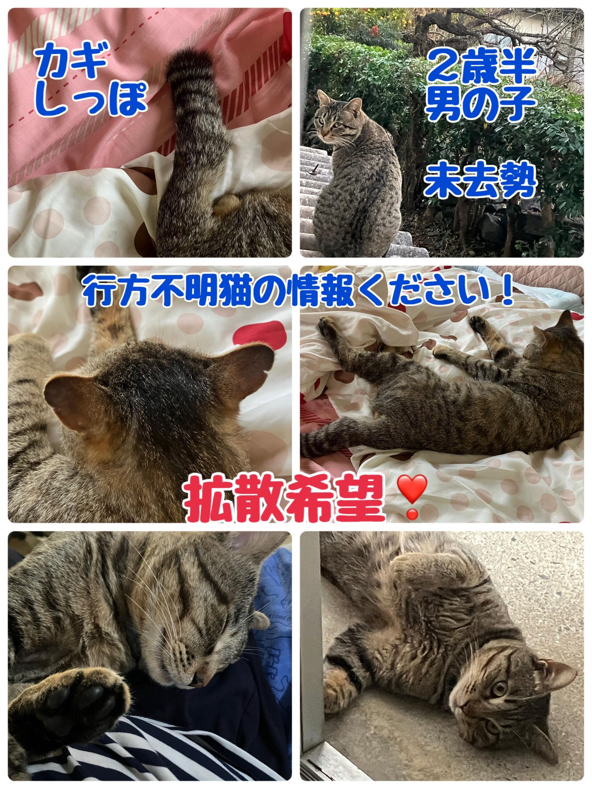 行方不明猫を探しています！