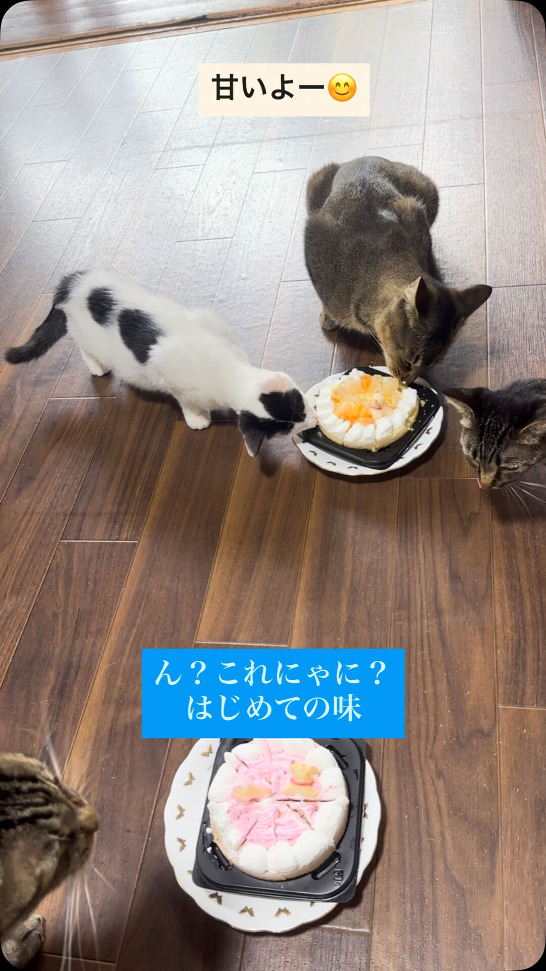 2周年のお祝いケーキ🍰
