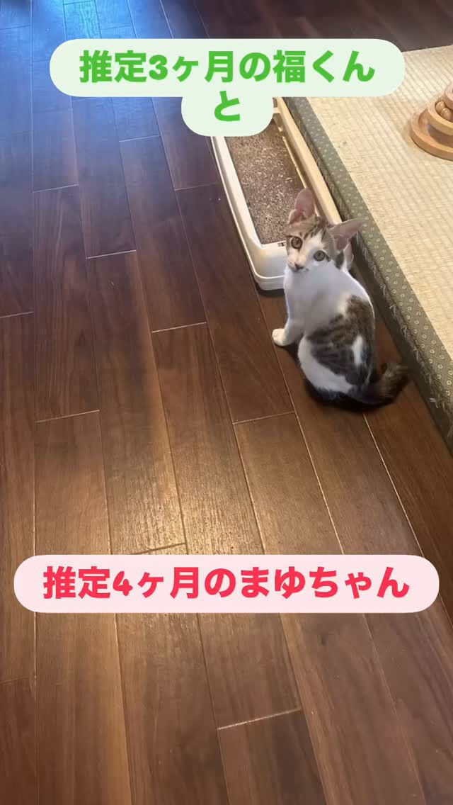 中くらいの子猫になりました🐈‍⬛