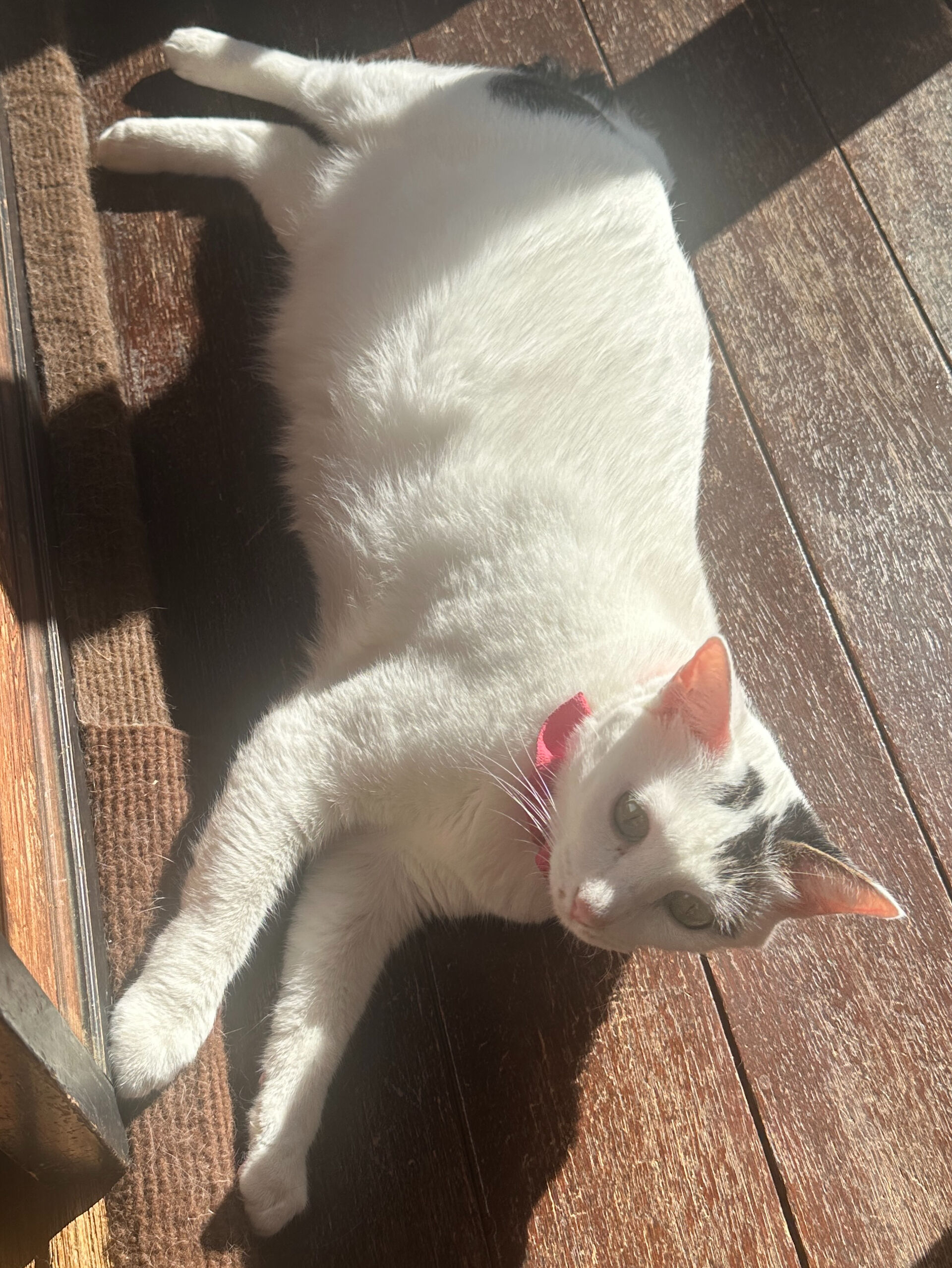 この時間はだいたい寝てる💤