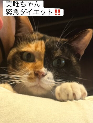 減量できたフードありますか
