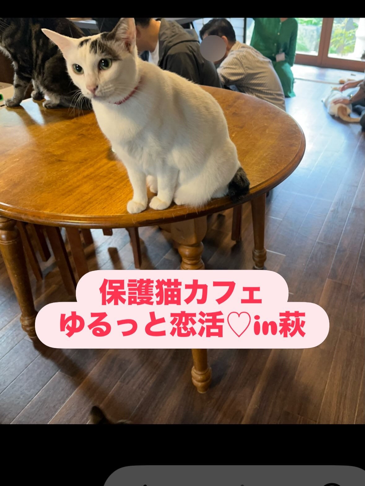 ひとの恋活お手伝いしたにゃ🐾