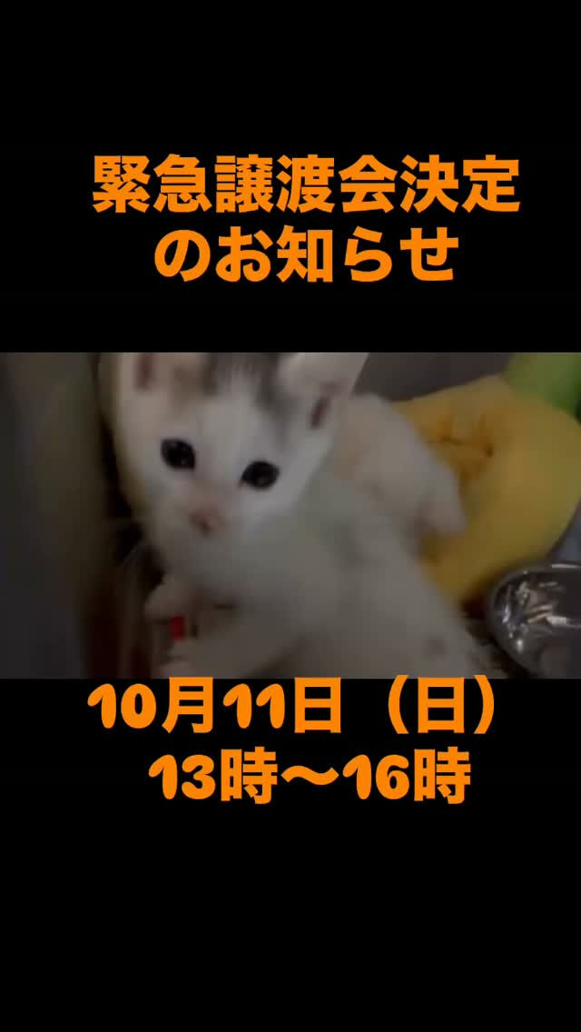 緊急譲渡会のお知らせ📣