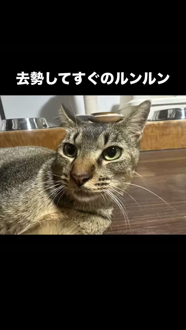 ルンルンのお話し　❷