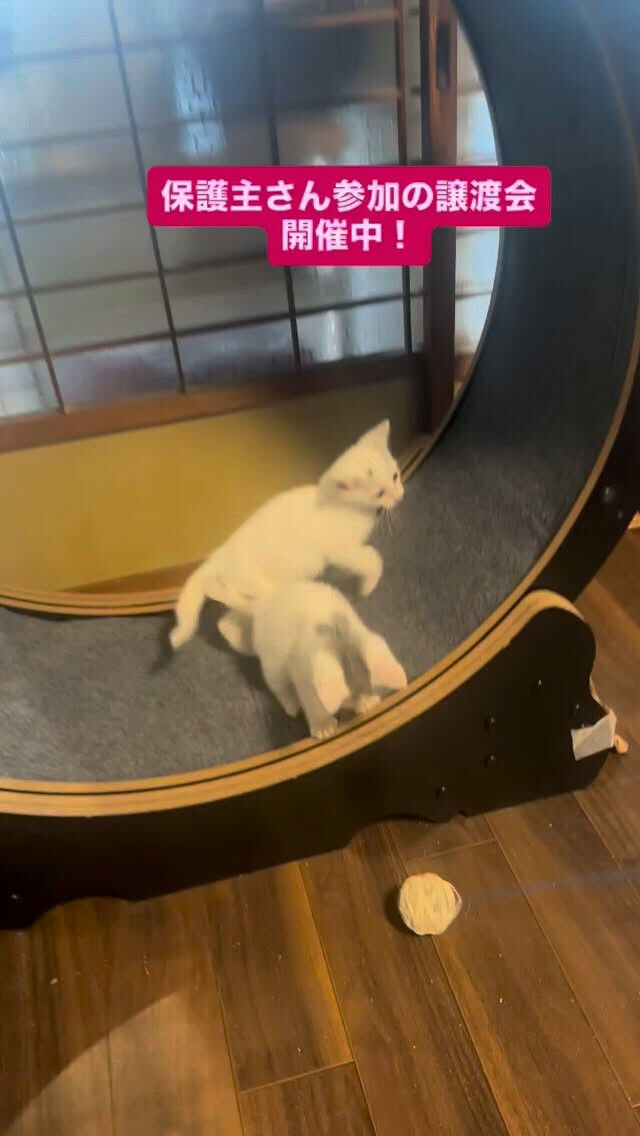 子猫の兄弟がいます👬