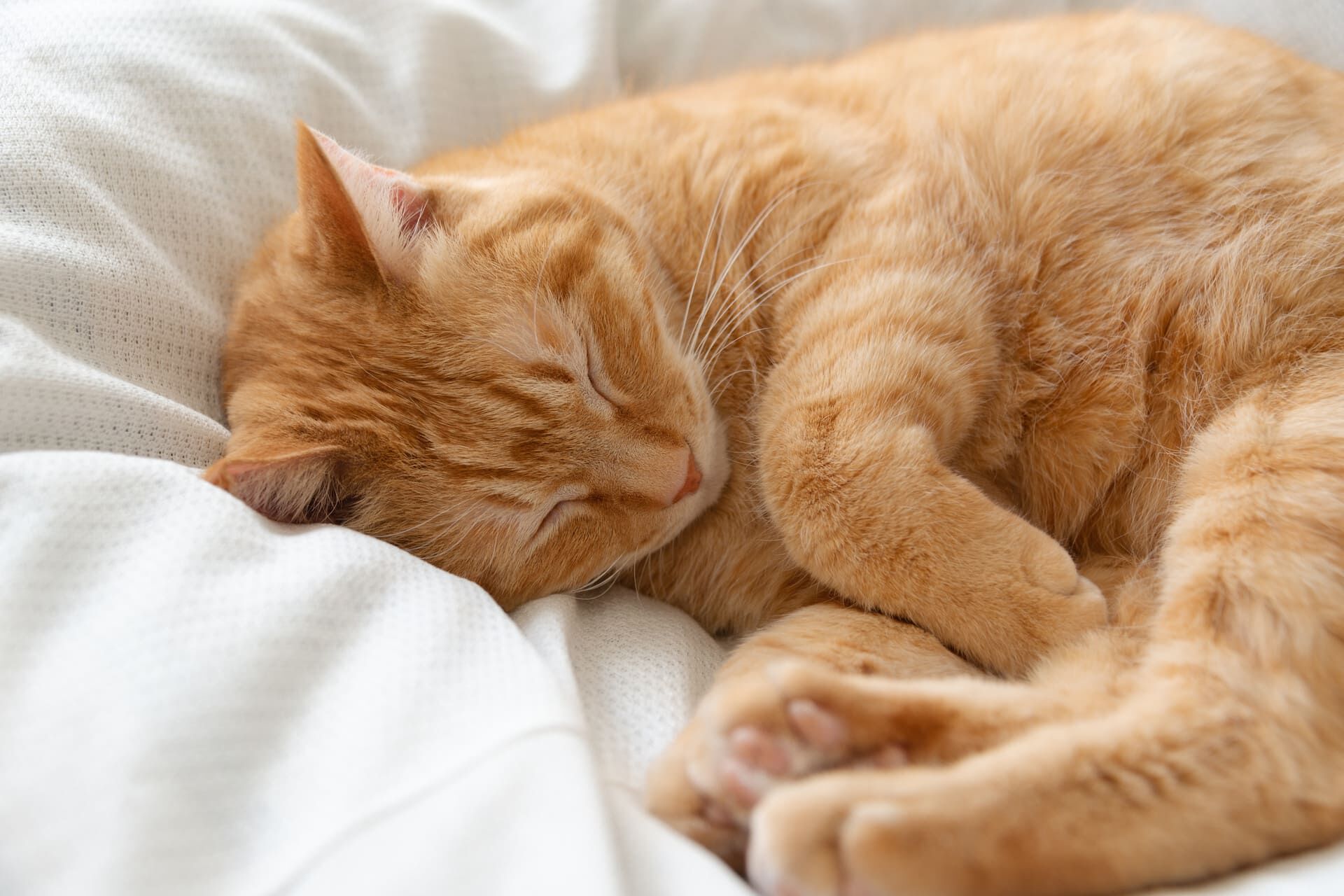 保護猫