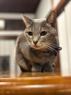 人懐っこい猫たちと過ごす癒しの時間
