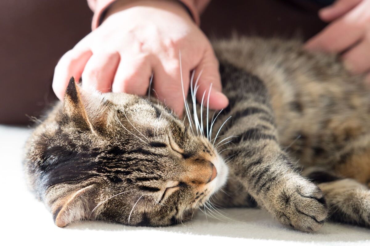 人懐っこい猫たちと過ごす癒しの時間